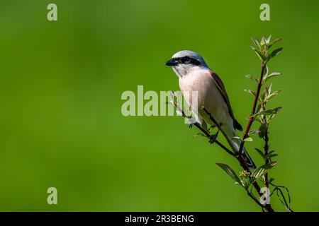 Rotkauz, Lanius collurio. Ein Vogel auf einem Ast mit grünem Hintergrund. Stockfoto