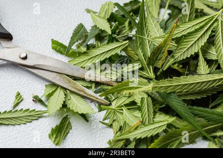 Geschnittene frische Cannabis Medical Marijuana Blätter Stockfoto