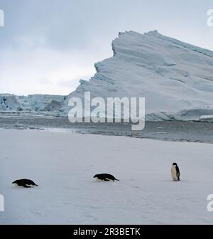 Adelie-Pinguin in der Antarktis, umgeben von Schnee und Eis mit leichtem Schneefall in sanftem Licht. Auf Seeis stehen. Stockfoto