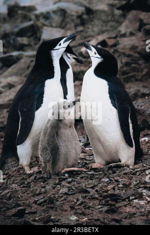 Eine Nahaufnahme von Chinstrap Penguins mit Küken in der Antarktis. Stockfoto