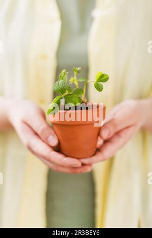 Eine Frau, die Erdbeerkeimlinge in Terrakotta-Topf hielt Stockfoto