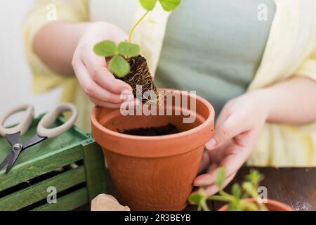 Frau, die Erdbeerkeimlinge in Terrakotta-Topf pflanzt Stockfoto