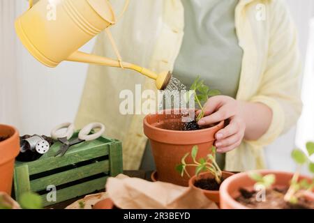 Eine Frau, die Erdbeerkeimlinge in Terrakotta-Topf gießt Stockfoto