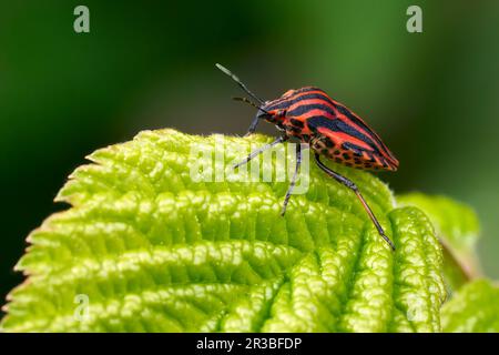 Gestreifte Wanze (Graphosoma italicum) auf einem grünen Blatt Stockfoto