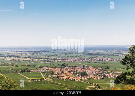 Deutschland, Rheinland-Pfalz, Dörfer umgeben von Sommerweinen Stockfoto