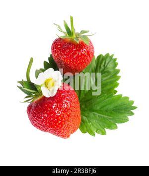 Saftige, reife, große Erdbeeren mit Blüten und Blättern isoliert auf weißem Hintergrund Stockfoto