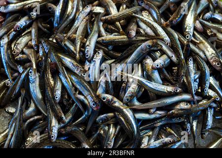 Viele kleine frische Fische (Vollbild) Stockfoto