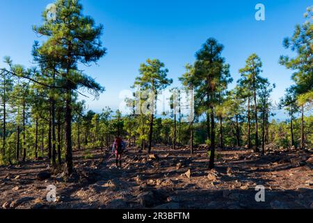 Vulkanische Landschaft und üppiger grüner Pinienwald auf dem Wanderweg zur vulkanischen Felsformation Paisaje Lunar im Teide-Nationalpark, Teneriffa Canary Stockfoto