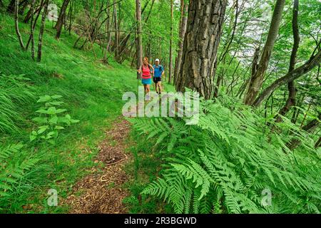 Italien, Provinz Belluno, ein Paar Wanderer auf dem Alta Via Dolomiti Bellunesi Trail durch üppigen grünen Wald Stockfoto