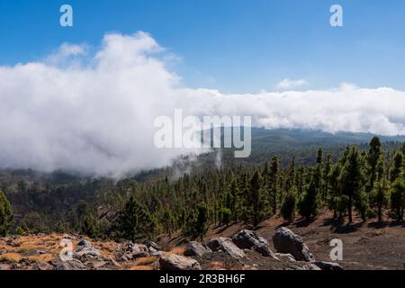 Nationalpark El Teide, Teneriffa, Kanarische Inseln, Spanien Stockfoto