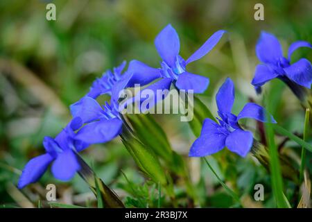 Enzianblüten (Gentiana verna) blühen im Sommer Stockfoto