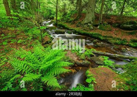 Deutschland, Bayern, lange Exposition des kleinen Ohe-Baches im Bayerischen Wald-Nationalpark Stockfoto