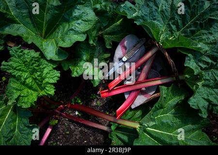 Rhabarberernte im Garten Stockfoto