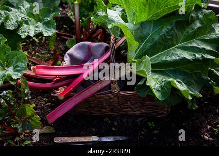 Rhabarberernte im Garten Stockfoto