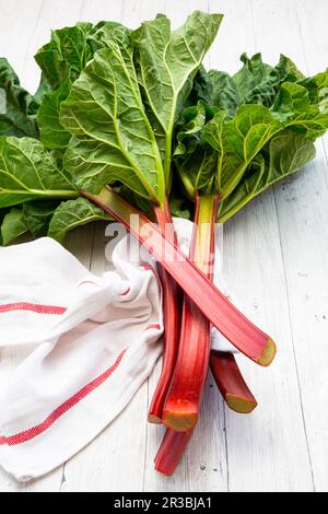 Serviette und frisch geernteter Rhabarber Stockfoto