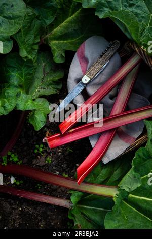 Rhabarberernte im Garten Stockfoto