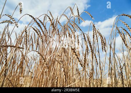 Ein Feld von Weizen Stockfoto