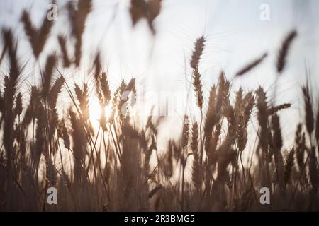 Ein Weizenfeld mit Zwergen Stockfoto