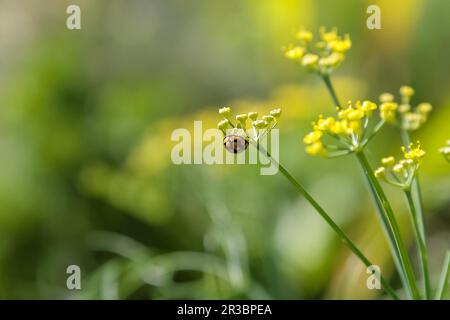 Nahaufnahme eines lady Bug auf eine gelbe Blume Stockfoto