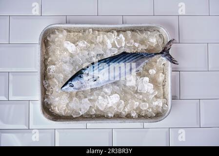 Gesamter Bonito auf zerstoßenem Eis in einer Aluminiumplatte Stockfoto