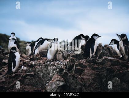 Eine Nahaufnahme von Chinstrap Penguins mit zwei jungen Küken in der Antarktis. Stockfoto