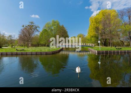 Oberbach und Brücke über Oelmuehlenbach, Stadt Neubrandenbrug, Mecklenburgische Seenplatte, Seengebiet, Mecklenburg-Vorpommern, Ostdeutschland Stockfoto