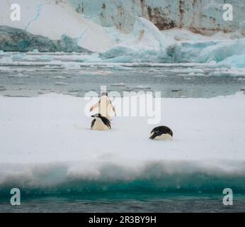 Adelie-Pinguin in der Antarktis, umgeben von Schnee und Eis mit leichtem Schneefall in sanftem Licht. Auf Seeis stehen. Stockfoto