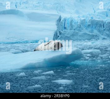 Leopardenrobbe, Hydrurga leptonyx, auf einer Eisscholle in der Antarktis in Cierva Cove Stockfoto