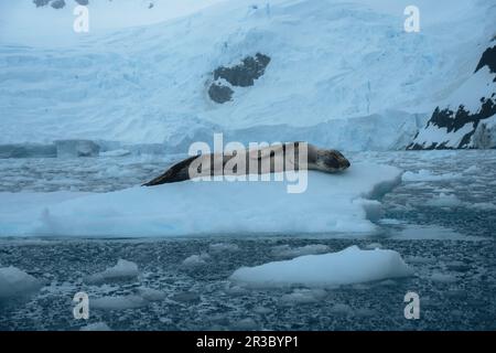 Leopardenrobbe, Hydrurga leptonyx, auf einer Eisscholle in der Antarktis in Cierva Cove Stockfoto