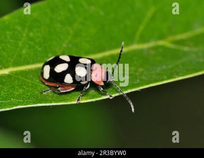 Achtfleckiger Flohkäfer (Omophoita cyanipennis) auf einem Eichenblatt in Houston, TX. Insektenarten, die überall in Amerika vorkommen. Stockfoto