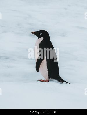 Adelie-Pinguin in der Antarktis, umgeben von Schnee und Eis. Stockfoto