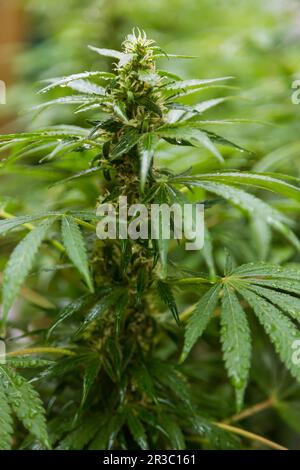 Cannabis Home Grown Medical Marijuana weibliche Pflanze Stockfoto