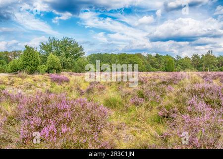 Buurserzand Nature Reserve, Niederlande Stockfoto