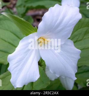 An einem Frühlingstag in Taylors Falls, Minnesota, USA, blüht eine hübsche weiße wildblume aus trillium am Rande eines Waldes. Stockfoto