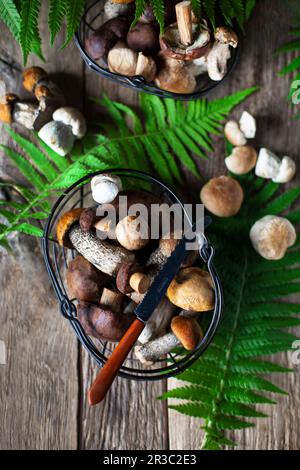 Frische Pilze in Drahtkörben neben Farnblättern Stockfoto