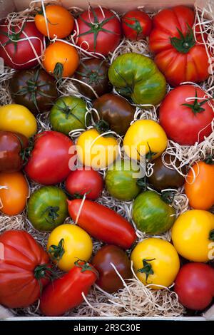 Bunte Tomatensorten Stockfoto