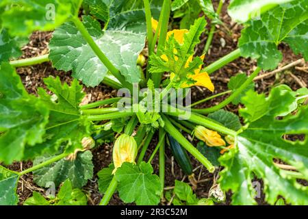 Zucchini mit Blumen im Boden Stockfoto