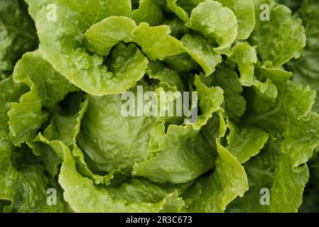 Salat (Nahaufnahme) Stockfoto