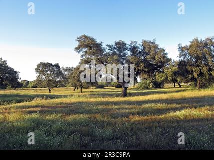 Holm-Eichen wachsen im offenen Waldgebiet Coto Donana, Spanien Mai Stockfoto