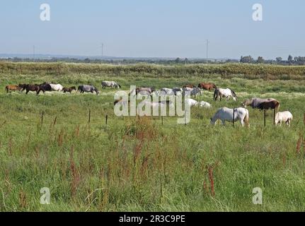 Ich habe von Pferden in Feld Coto Donana, Spanien gehört Mai Stockfoto