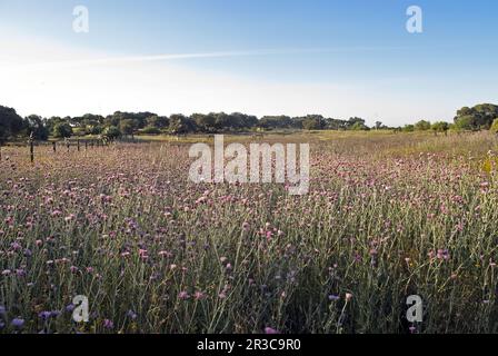 Disteln wachsen bei der Rodung im offenen Waldgebiet Coto Donana, Spanien Mai Stockfoto