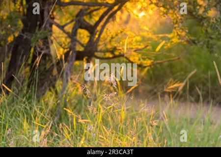 Sonnenlicht, das durch Bäume und Gras auf einer Wiese bei Sonnenuntergang kommt Stockfoto