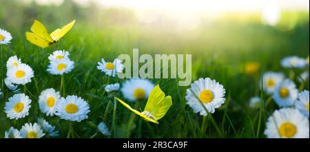 Abstrakte Landschaft im Frühling und Sommer bei Sonnenuntergang über einer blühenden Wiese. Weiße Blumen und Schmetterlinge fliegen warm goldene Stunde Sonnenaufgang. Stockfoto