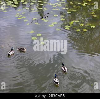 Stockenten und Wasserlilien im Hever Castle. Stockfoto