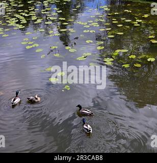 Stockenten und Wasserlilien im Hever Castle. Stockfoto