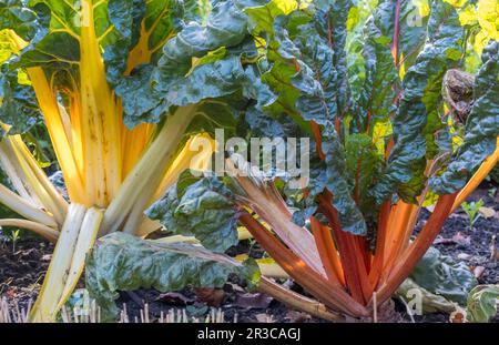 Mangold (Beta vulgaris subsp.) Vulgaris) Stockfoto