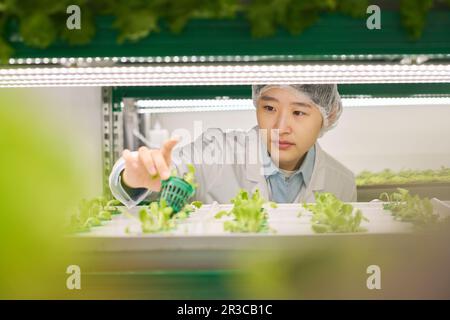 Junge asiatische Mitarbeiterin eines vertikalen Betriebs mit kleinem Topf mit grünem Salat oder anderem Blattgemüse während der Arbeit im Treibhaus Stockfoto