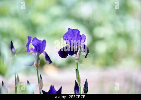 Iris Germanica "Black Dragon", (Hohe, Bearbierte Flaggenblende) Stockfoto