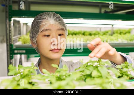 Fokus auf das Gesicht der jungen asiatischen Landwirtschaftsingenieurin, die grüne Setzlinge neuer Arten von Blattgemüse auf vertikalen Stäben auswählt Stockfoto