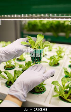 Hände in Schutzhandschuhen eines jungen Biotechnologen, der einen kleinen Topf mit grünem Salatkeimling hält, der in fruchtbaren Böden auf vertikalen Stäben wächst Stockfoto